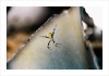Nom du fichier : Spiderincrash.jpg
Poids du fichier : 312Ko
Dimensions : 1024x719
Ajouté le : Mar 20, 2008 Spiderincrash.jpg